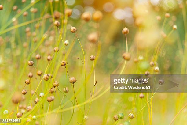 germany, bavaria, flax in spring - flachs stock-fotos und bilder