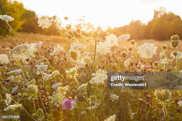 nature in summer, wild flowers in meadow - yarrow stock-fotos und bilder