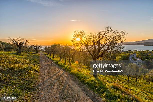 italy, umbria, lake trasimeno, olive grove on the hills at sunset - lac trasimeno photos et images de collection