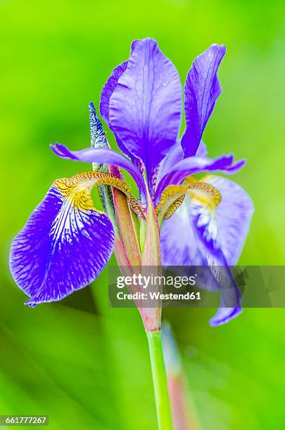 iris - iris reticulata stock pictures, royalty-free photos & images