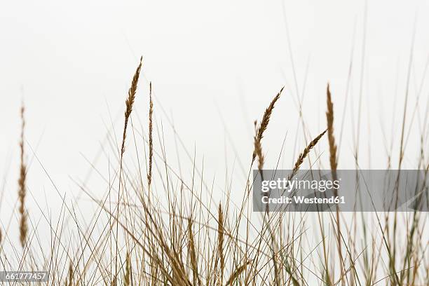 marram grasses - riet stockfoto's en -beelden