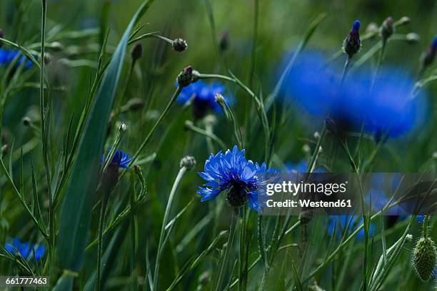 blue cornflowers, centaurea cyanus - korenbloem stockfoto's en -beelden