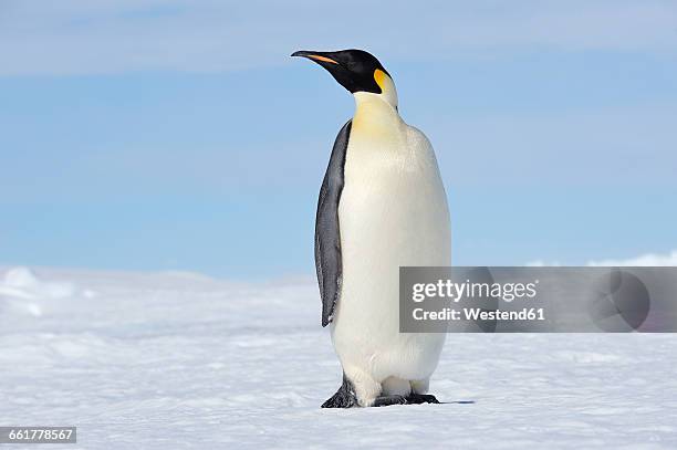 antarctica, snow hill island, emperor penguin - pinguïn stockfoto's en -beelden