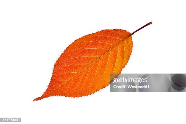 autumn leaf of cherry tree in front of white background - automne feuilles photos et images de collection
