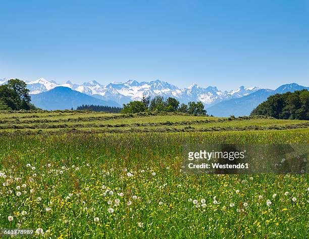 germany, bavaria, upper bavaria, fuenfseenland, alpine foothills, karwendel, flower meadow - alpenvorland stock pictures, royalty-free photos & images