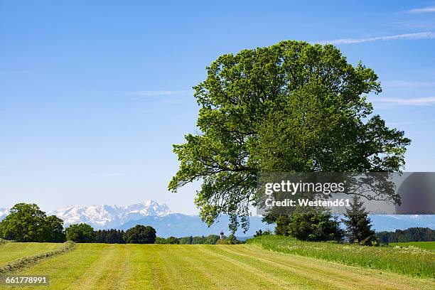 germany, bavaria, upper bavaria, fuenfseenland, alpine foothills, near holzhausen, meadow and tree - alpenvorland stock pictures, royalty-free photos & images