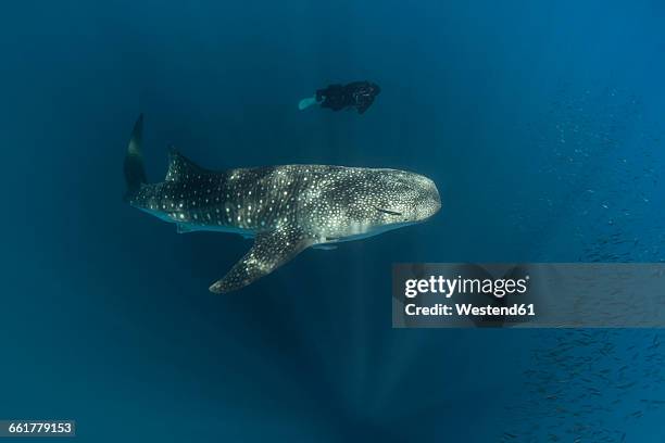 indonesia, cenderawasih bay, whaleshark and female diver - cenderawasih bay stock pictures, royalty-free photos & images