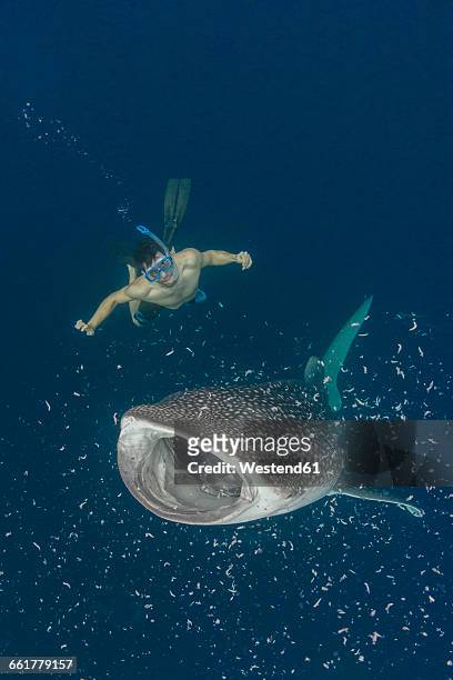 indonesia, cenderawasih bay, whaleshark and snorkeler - whale shark stock pictures, royalty-free photos & images