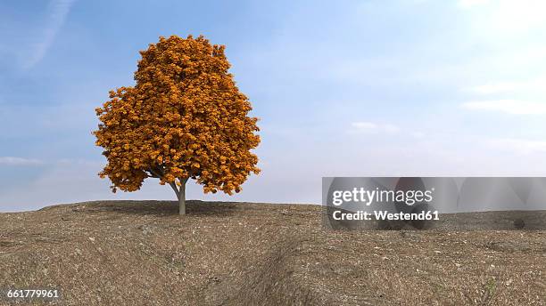 autumnal sugar maple on high plateau, 3d rendering - acer saccharum stock illustrations