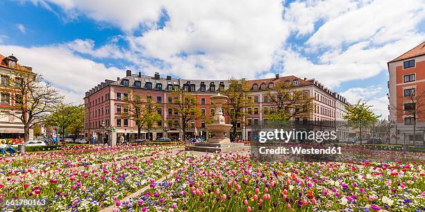 germany, munich, view of blossoming tulips on gaertnerplatz - munich stock pictures, royalty-free photos & images