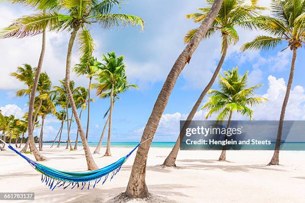 hammock between palm trees on beach, dominican republic, the caribbean - dominican republic stock pictures, royalty-free photos & images