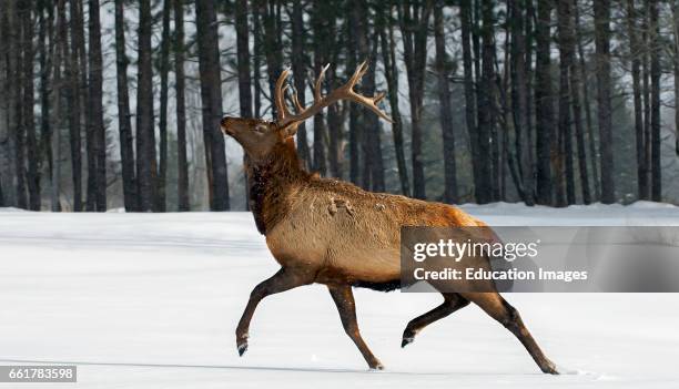 Bull Elk Stepping Out in Snow, Northern Ontario, Canada.