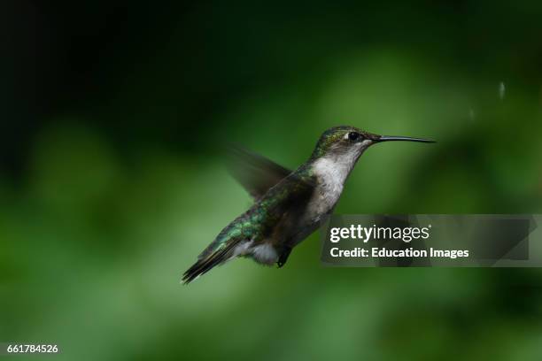 Ruby throated Hummingbird hovering, Moira Ontario Canada.