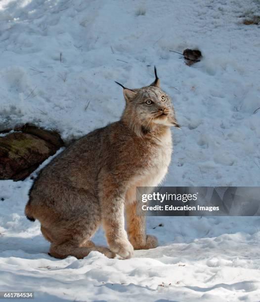 Canada Lynx in snow, Northern Ontario Canada.