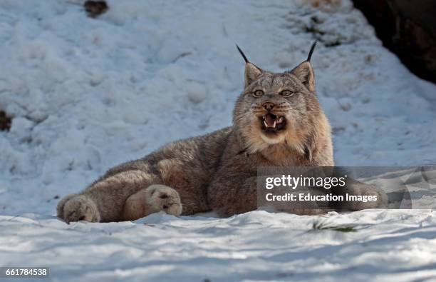 Canada Lynx in snow, Northern Ontario Canada.