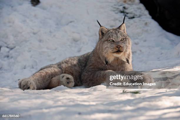 Canada Lynx in snow, Northern Ontario Canada.