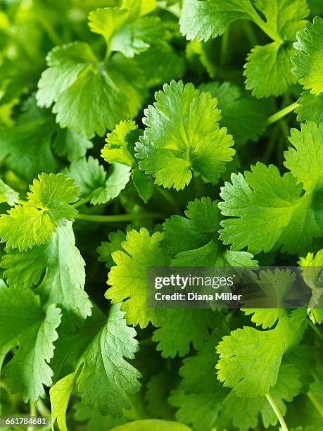 fresh coriander, close-up - koriander stockfoto's en -beelden