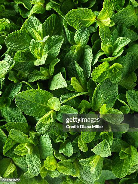 fresh mint, full frame, close-up - menta fotografías e imágenes de stock
