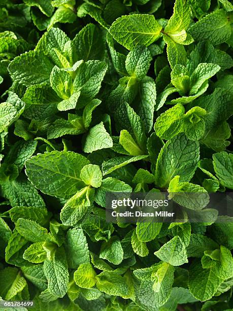 fresh mint, full frame, close-up - menthe fraîche photos et images de collection