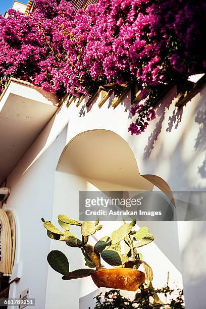 low angle view of prickly pear cactus and bougainvillea at whitewashed building - isola di capri 個照片及圖片檔