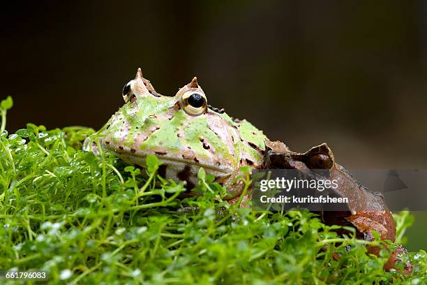 Stunning Pacam Frog Behaviour In Native Habitat image