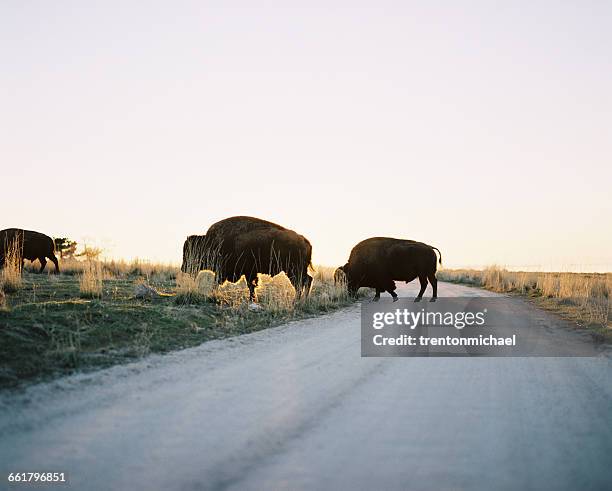 buffalo crossing the road, antelope island, utah, america, usa - ilha de antelope imagens e fotografias de stock