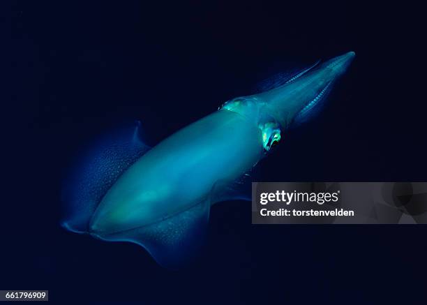 animal portrait of a bigfin reef squid, sorong, west papua, indonesia - bigfin reef squid stock pictures, royalty-free photos & images