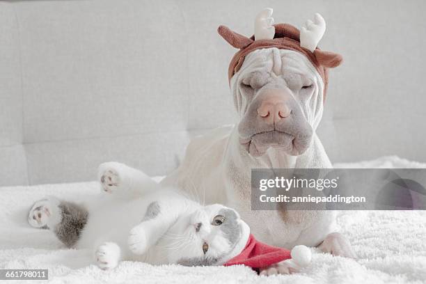 shar pei dog dressed in antlers and british shorthair cat dressed in santa hat - funny christmas dog stock pictures, royalty-free photos & images