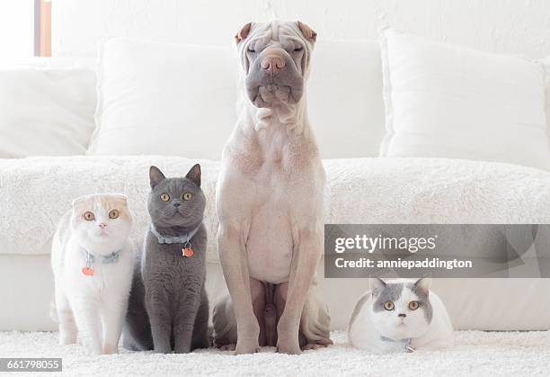 shar pei dog, british shorthair and scottish fold cats sitting in a row - shar pei foto e immagini stock