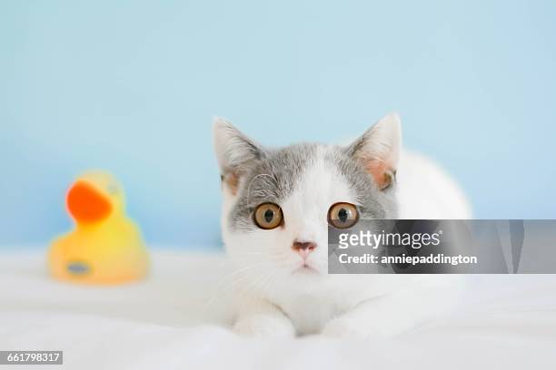 grey and white kitten sitting next to a plastic toy duck - sitting duck stock pictures, royalty-free photos & images