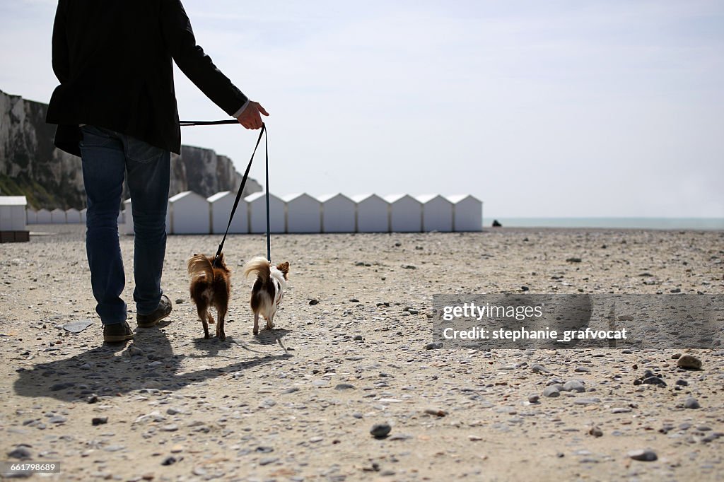 Man walking Chihuahua dogs on beach, Normandy