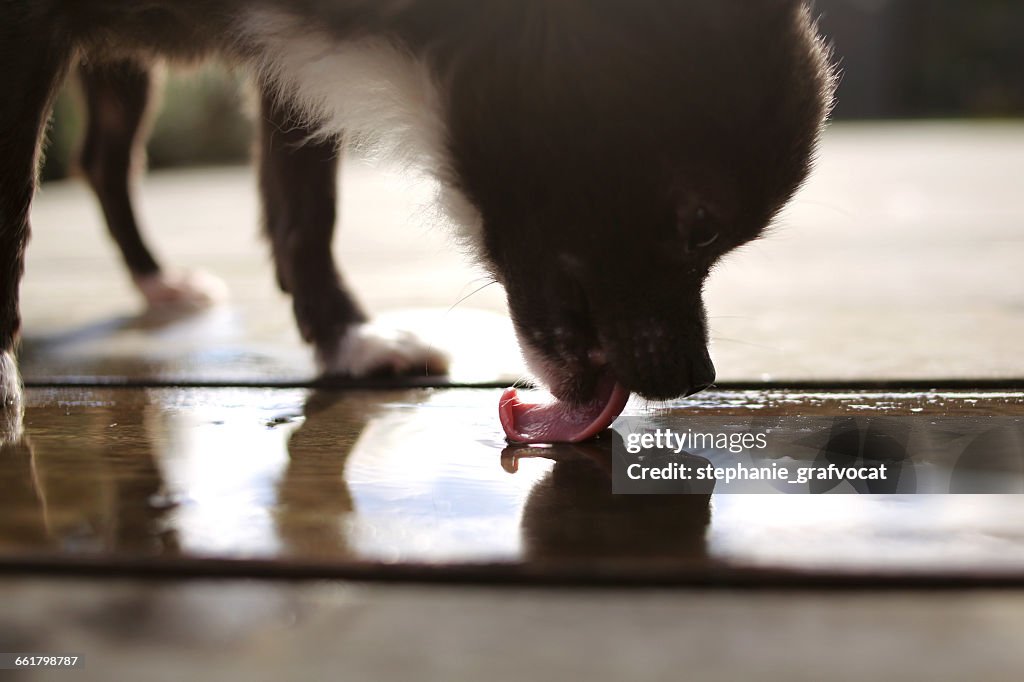 Chihuahua dog licking water off floor