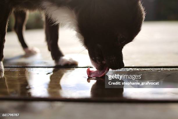 chihuahua dog licking water off floor - dog on wooden floor stock pictures, royalty-free photos & images