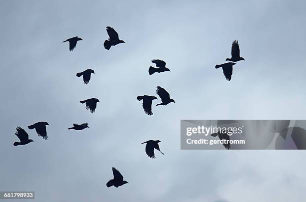 flock of jackdaw birds flying in sky, oldersum, lower saxony, germany - kauwen stockfoto's en -beelden