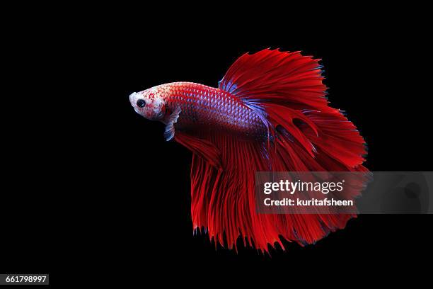 siamese fighting fish (betta splendens), indonesia - kampffische stock-fotos und bilder