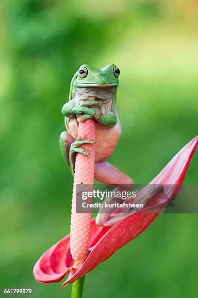 thumbnail image 2 of Josh's Frogs 2-Foot Bamboo Tube - Natural Reptile Habitat Decor For Geckos & Lizards 2 of 14