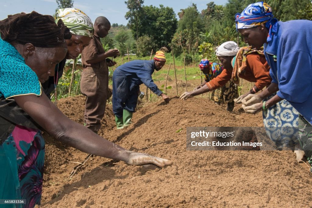 Ugandan farmers sowing seeds