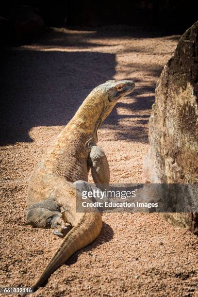 Komodo dragon, Varanus komodoensis, also known as the Komodo monitor, This reptile is in the Biopark zoo, Fuengirola, Malaga Province, Spain.
