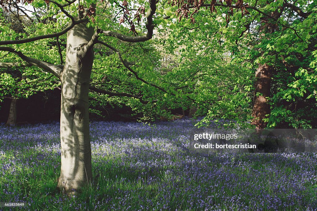 Vista de los árboles en el campo de flores durante la primavera