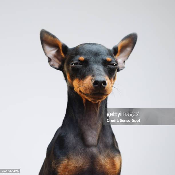 cute miniature pinscher dog - angry eyes stock pictures, royalty-free photos & images