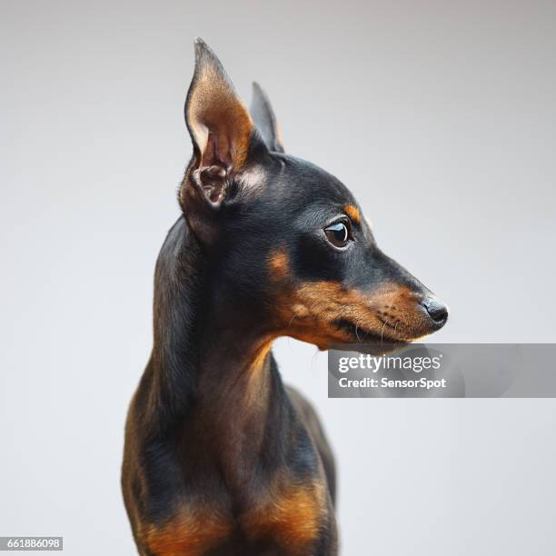 miniature pinscher dog looking away - miniature pinscher stock pictures, royalty-free photos & images