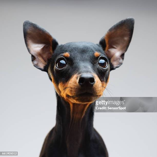 miniatyr pinscher hund porträtt - pincher bildbanksfoton och bilder