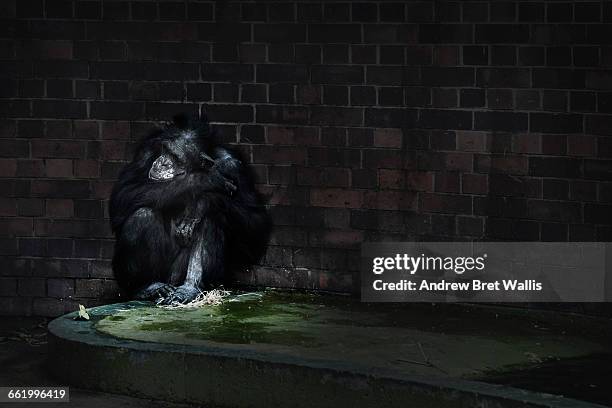 lonely chimpanzee looking sad - animale in cattività foto e immagini stock