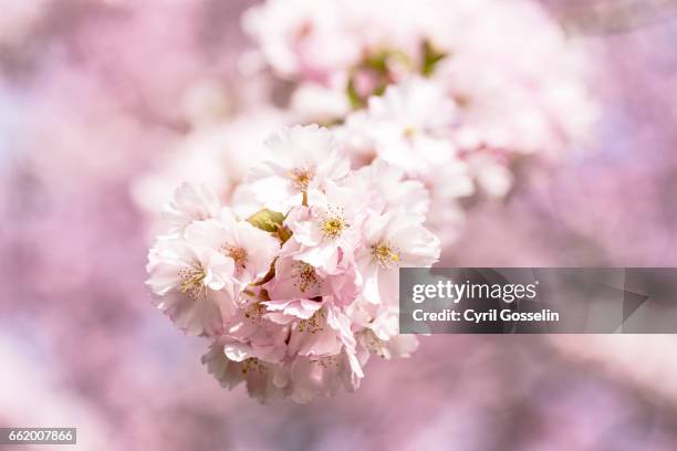 sakura - kirschblüten imagens e fotografias de stock