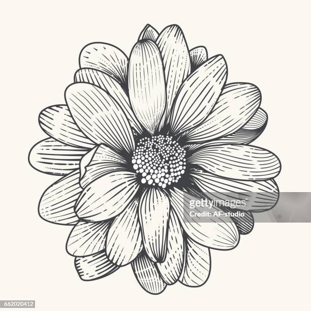 daisy - floral in line stock illustrations