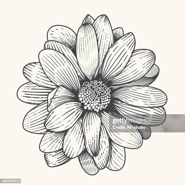 daisy - daisy stock illustrations