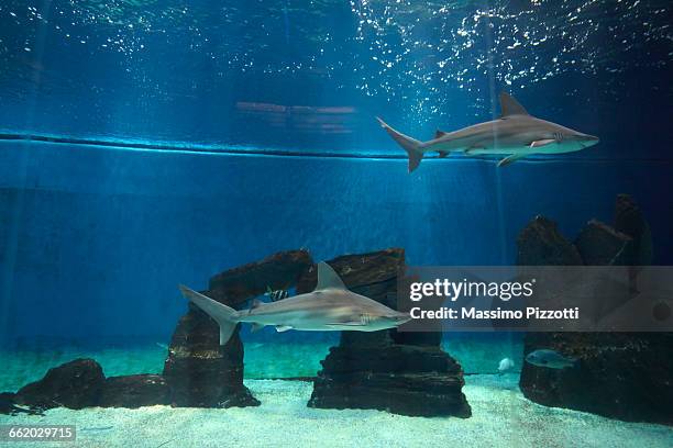grey sharks in an aquarium - acquarium stockfoto's en -beelden
