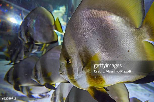 fishes in an acquarium - acquarium stockfoto's en -beelden