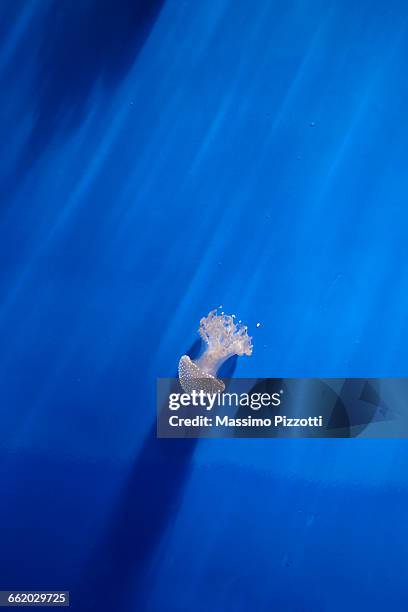 a jellyfish in the acquarium - acquarium stockfoto's en -beelden