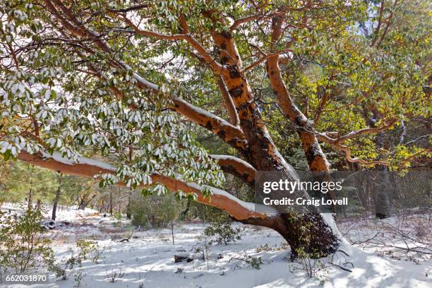 a snow covered madrone tree on chews ridge in los padres national forest - carmel valley, california - madroño del pacífico fotografías e imágenes de stock